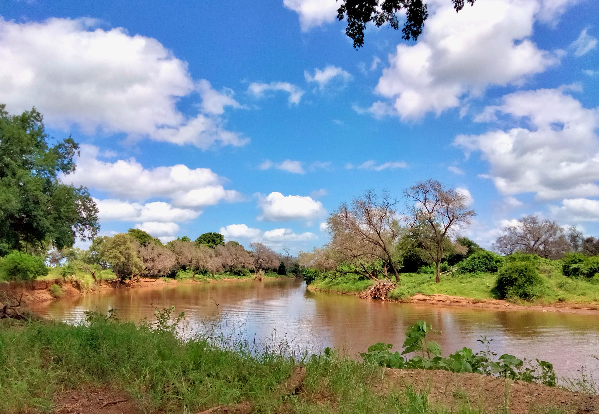 Der Luvuvhu-Fluss mit grünen Ufern unter blauem Himmel