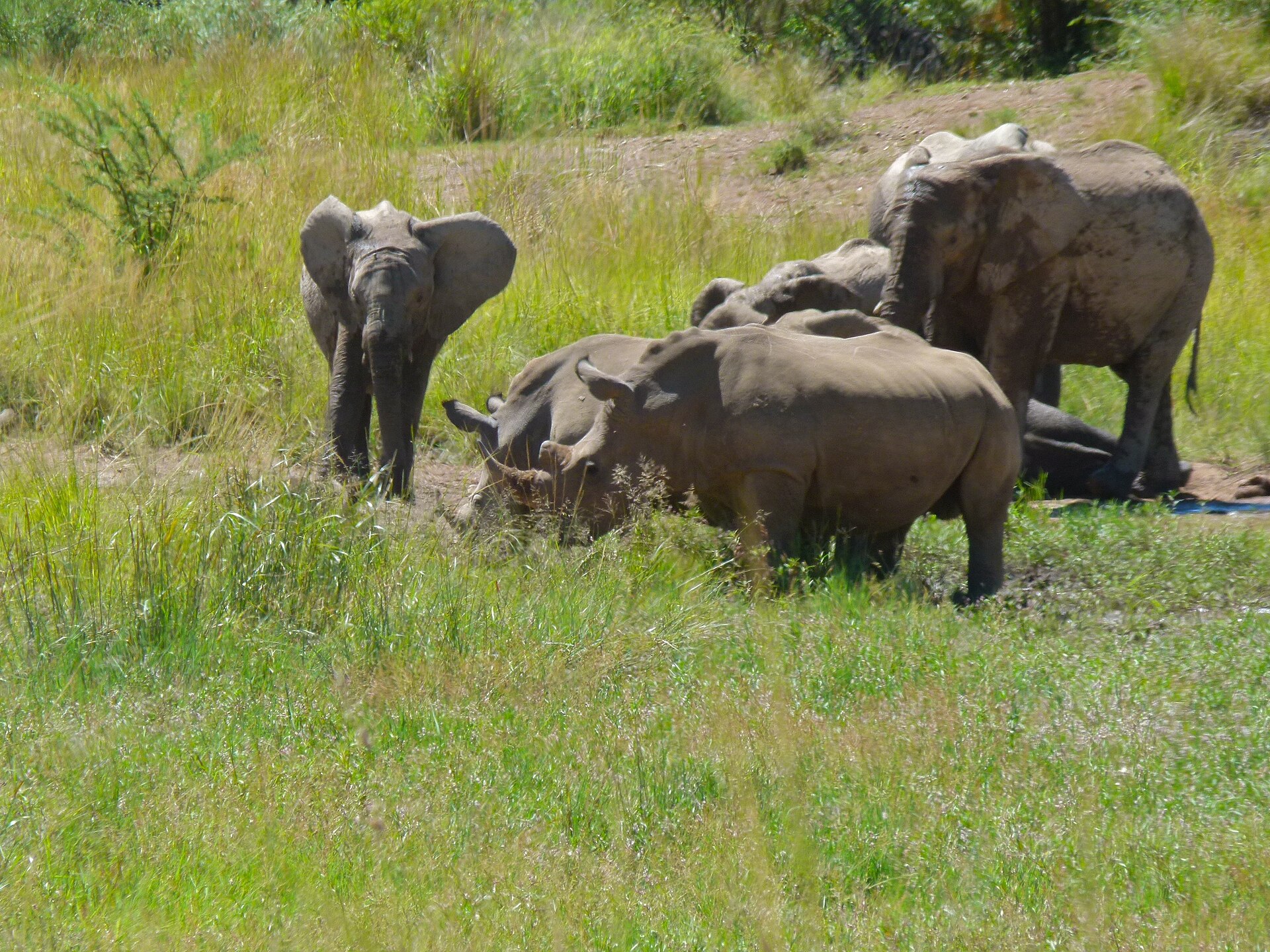 Breitmaulnashorn an einer Wasserstelle rund 4 km nördlich