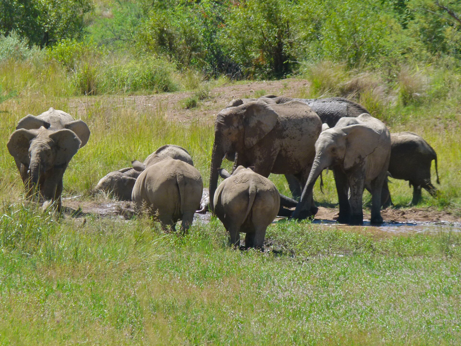 Elefantenfamilie im Schlamm, Westen des Pilanesberg