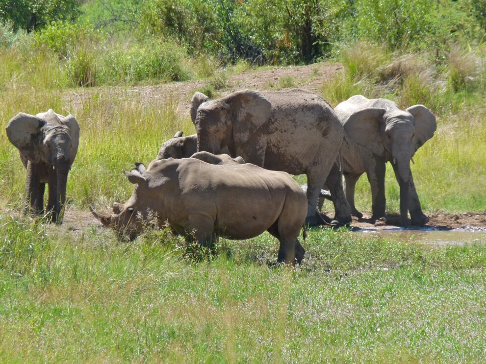 Ein Breitmaulnashorn grast vor drei Elefanten, die an einer schlammigen Wasserstelle stehen