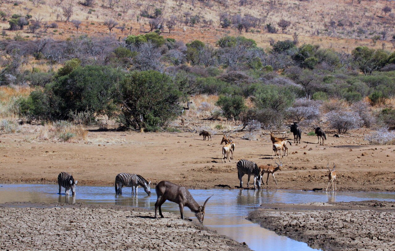 Wasserbock und Zebras an einem Wasserloch im Pilanesberg