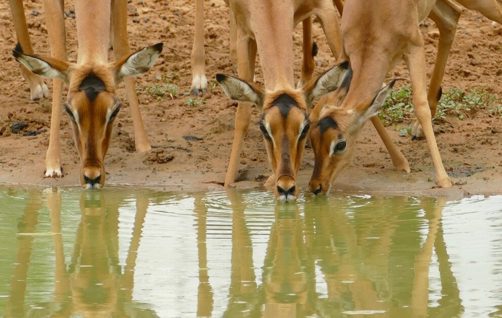 Drei Impala-Weibchen senken die Köpfe zum Wasser, ihre Gesichter spiegeln sich im grünlichen Wasserloch
