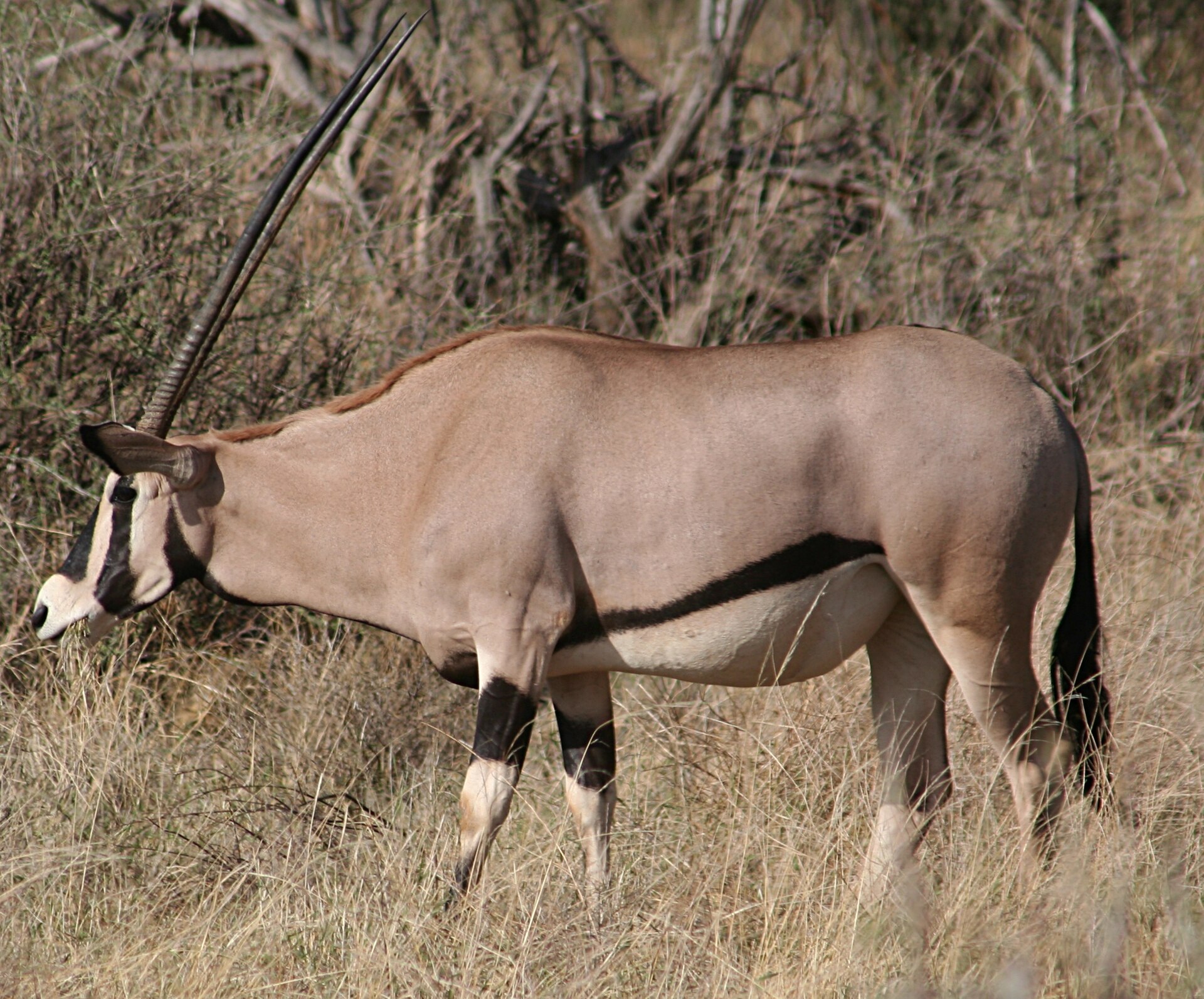 Beisa-Oryx im trockenen Gras, Samburu-Nationalreservat