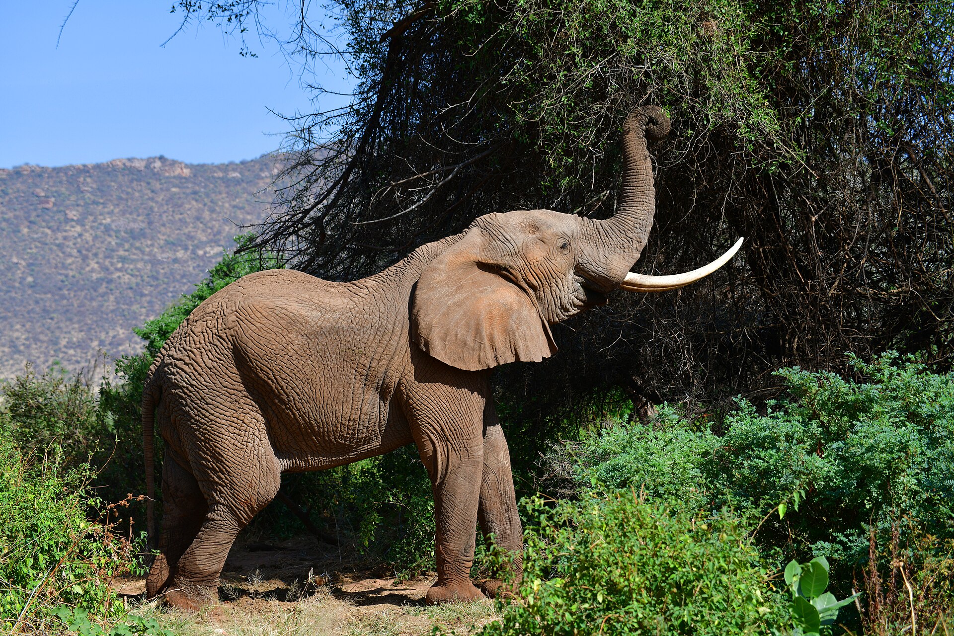 Elefant greift nach Zweigen, Samburu-Nationalreservat
