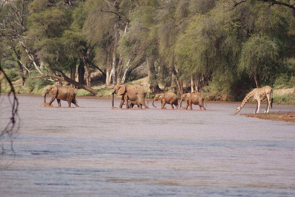 Fünf Elefanten waten hintereinander durch einen breiten braunen Fluss, rechts trinkt eine Netzgiraffe mit gespreizten Beinen am Ufer, dahinter dichter Uferwald