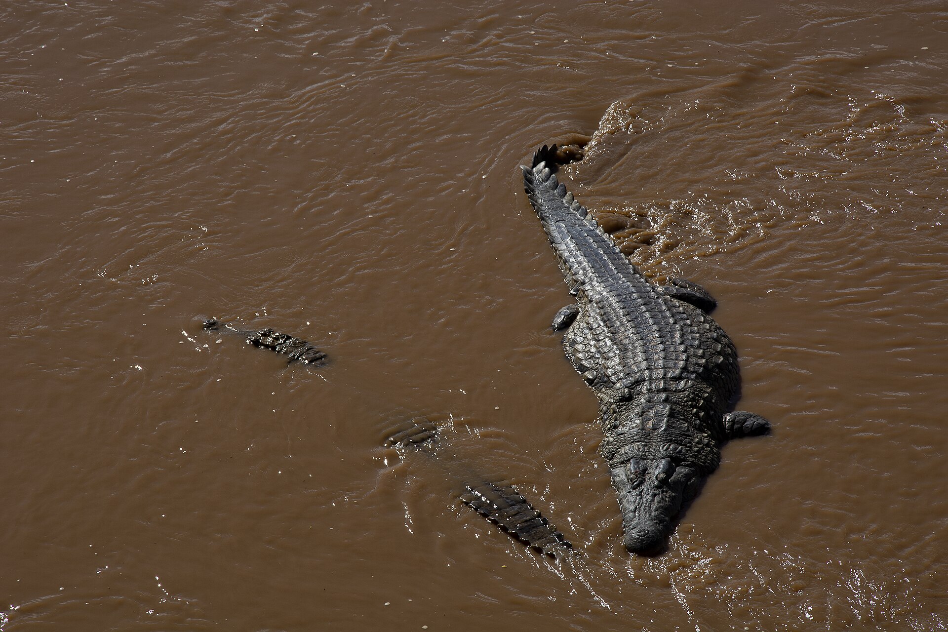 Nilkrokodile im Ewaso Nyiro, Isiolo-Seite des Flusses