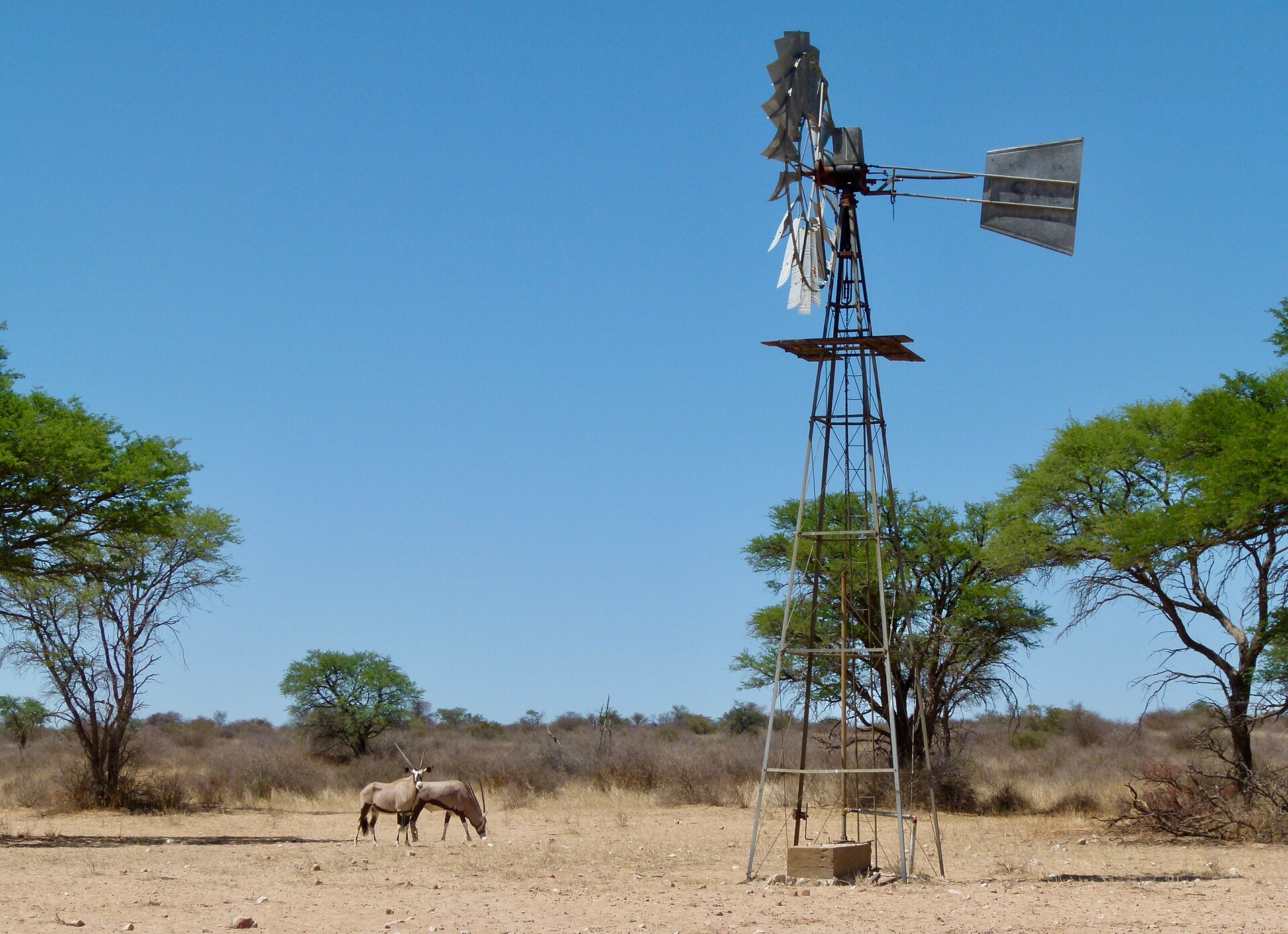 Zwei Oryx grasen auf trockenem, hellem Sand neben einem hohen Windrad aus Stahl, ringsum Akazien unter blauem Himmel