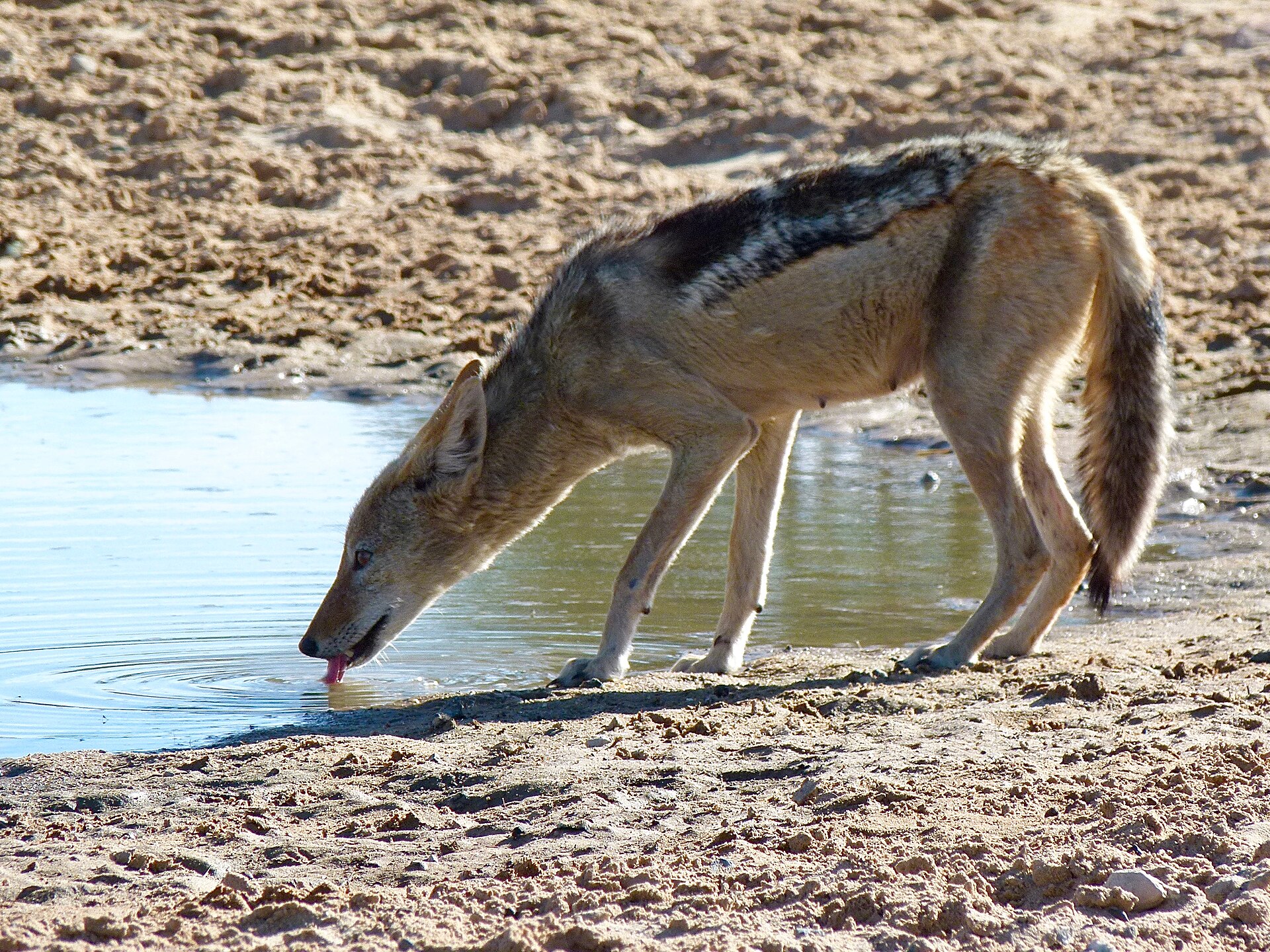 Ein Schabrackenschakal mit dunklem Rückenfell steht am Rand einer flachen Wasserstelle im Sand und trinkt