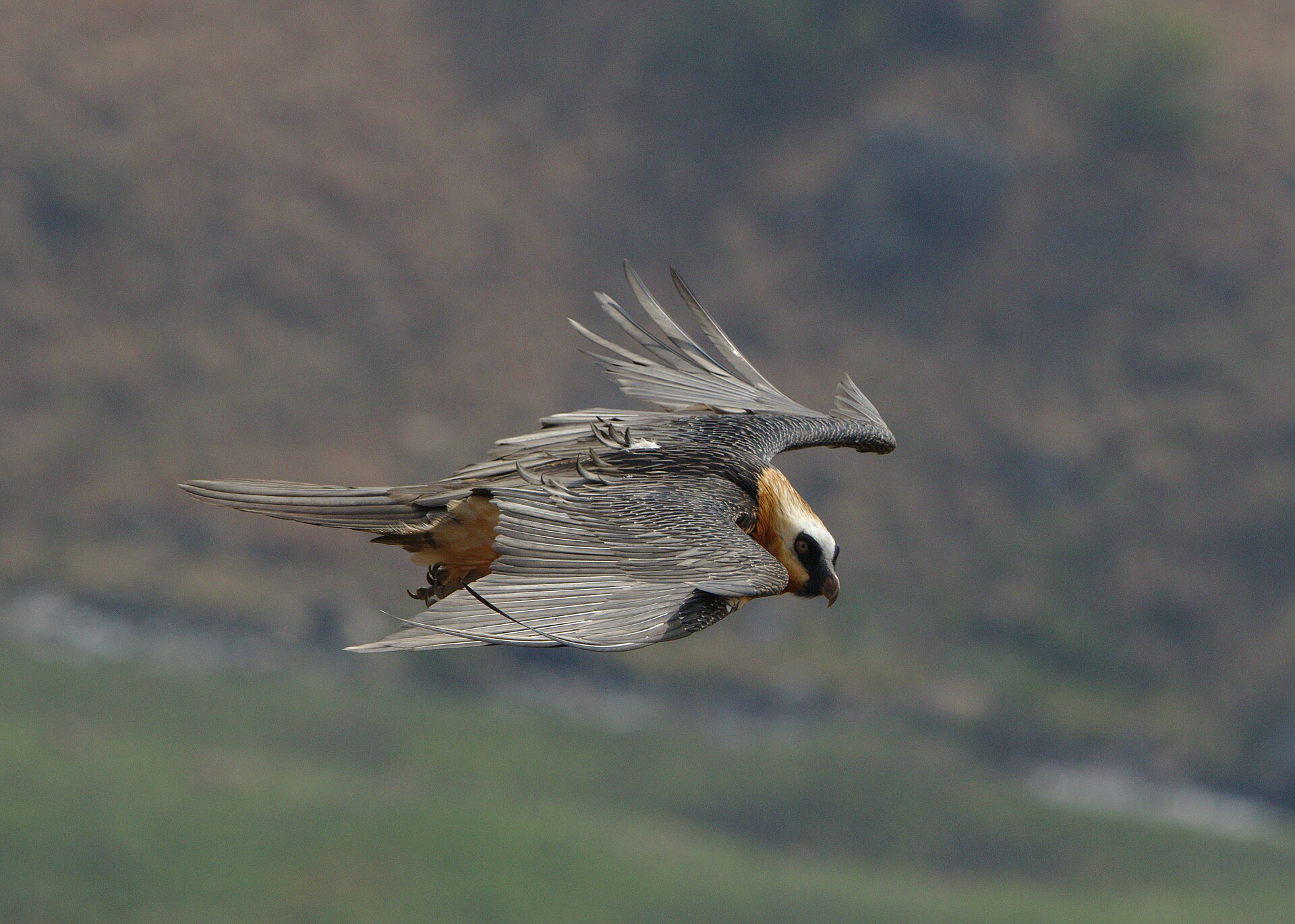 Bartgeier im Flug, Giant's Castle in den Drakensbergen