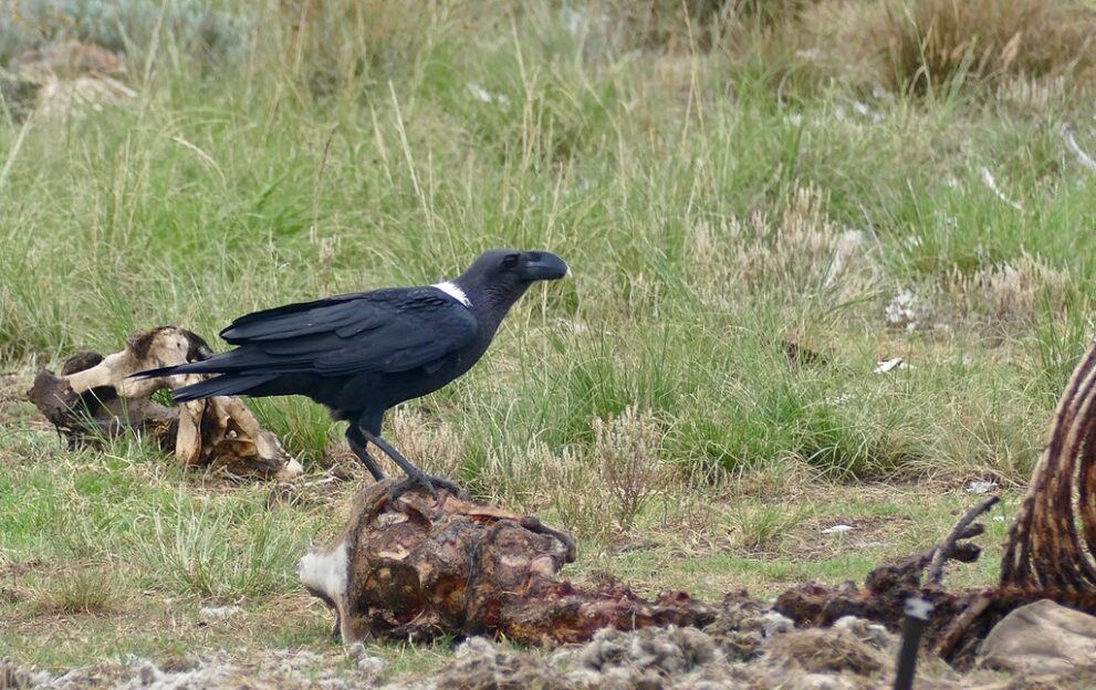 Ein schwarzer Rabe mit weißem Nackenfleck steht auf einem Knochenstück, daneben Rippen eines Kadavers im Gras