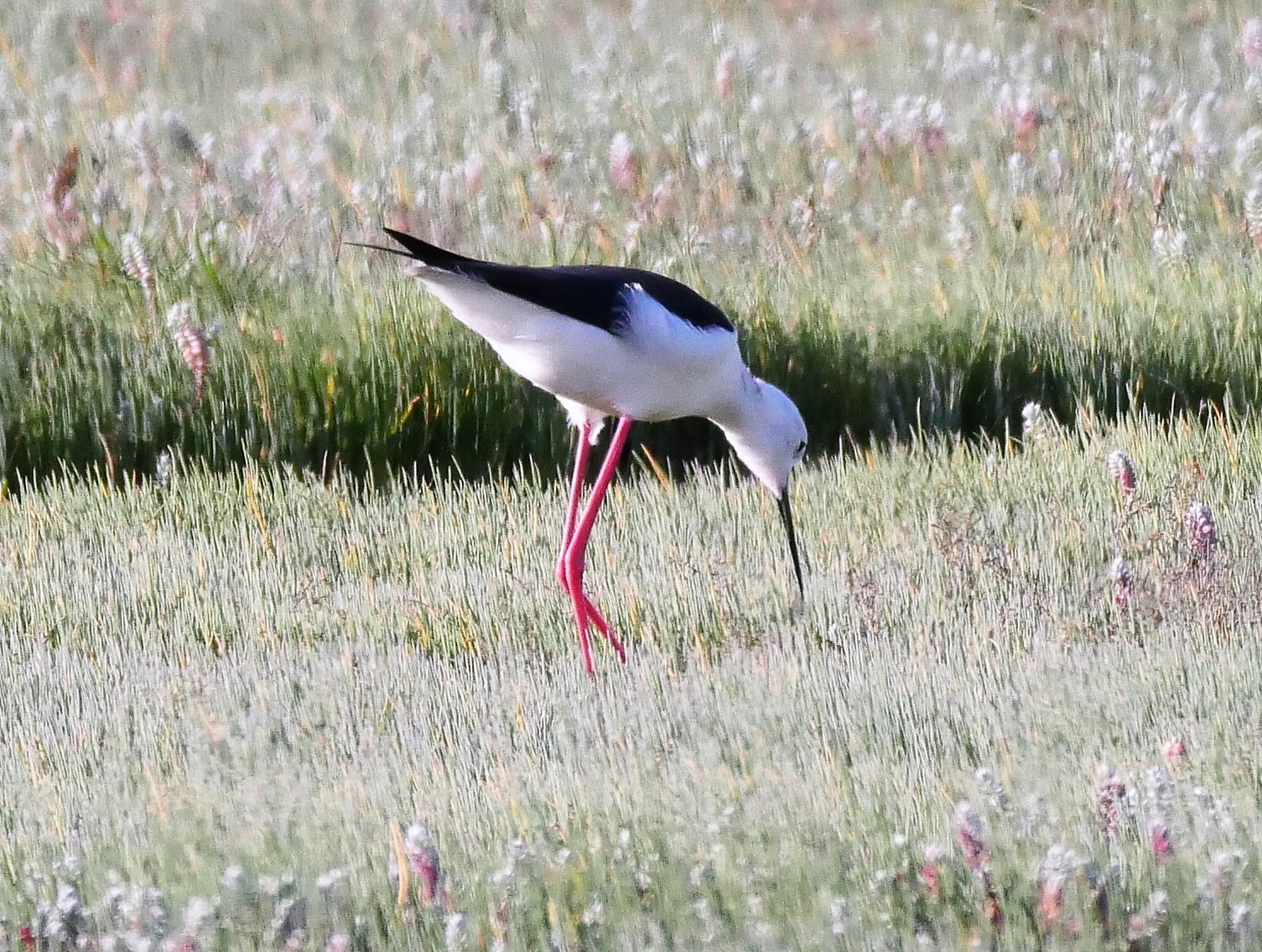 Stelzenläufer auf Futtersuche, West-Coast-Nationalpark