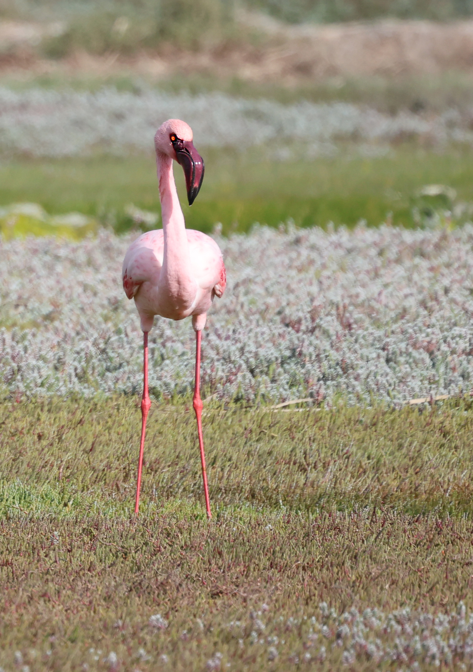 Zwergflamingo in der Salzmarsch, West-Coast-Nationalpark