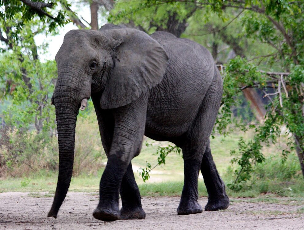 Ein Elefant läuft im Schatten großer Bäume über einen sandigen Weg direkt auf die Kamera zu.