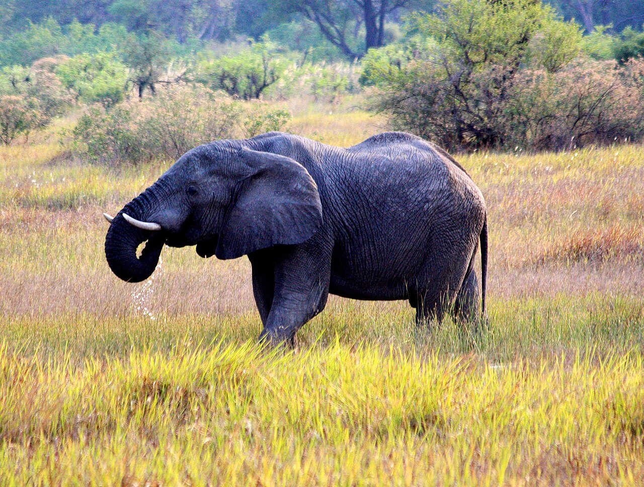 Elefant trinkt am Campingplatz Xakanaxa