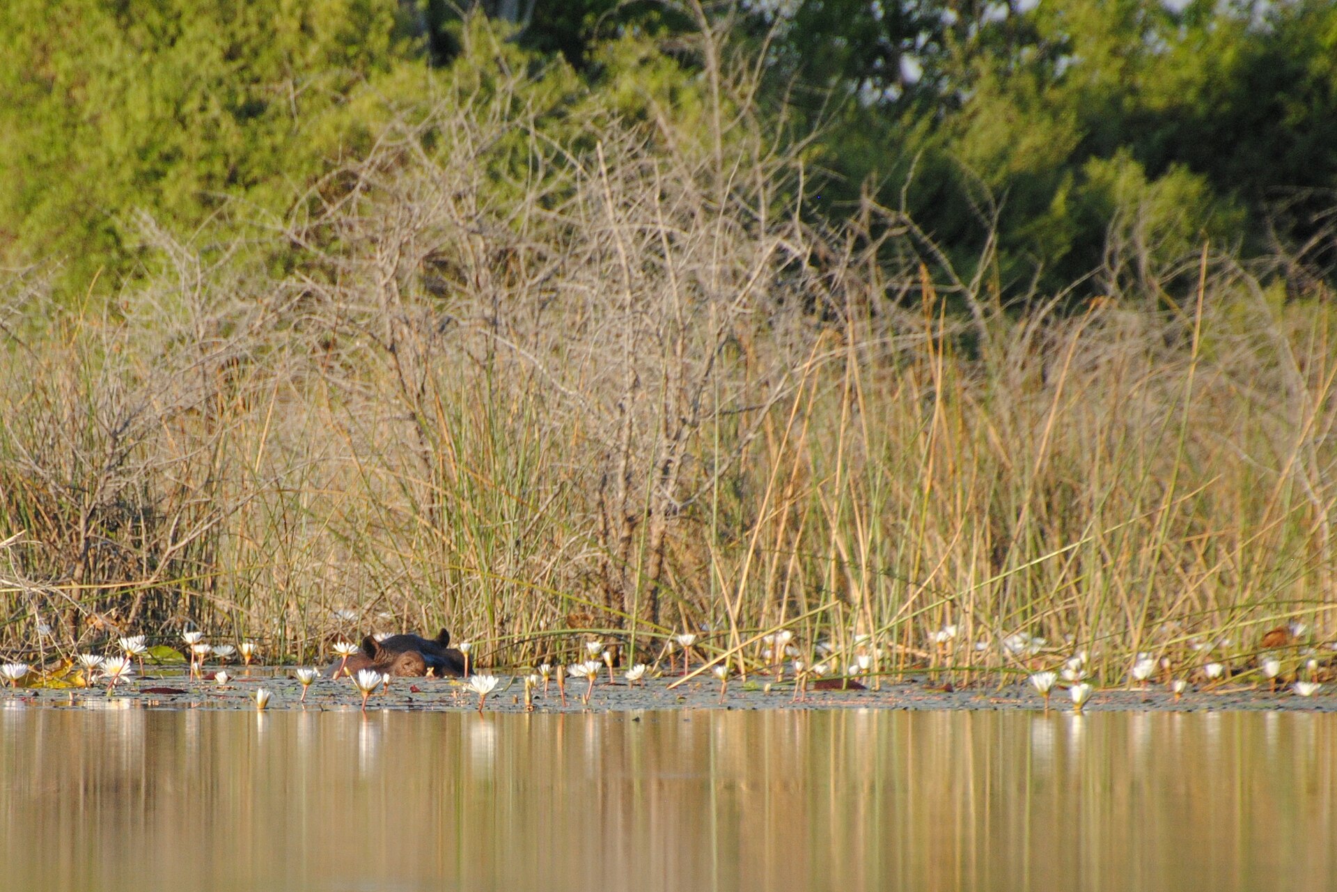 Flusspferd zwischen Seerosen im südlichen Okavango-Delta