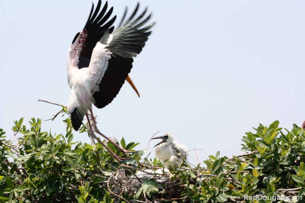 Ein Gelbschnabelstorch landet mit weit gespreizten Flügeln auf einem Busch, daneben sitzt ein flauschiges weißes Küken im Nest.