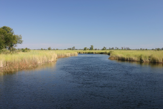 Ein breiter, dunkelblauer Kanal zieht sich zwischen hohem, hellem Schilf durch die flache Landschaft, am Ufer links ein großer Baum.