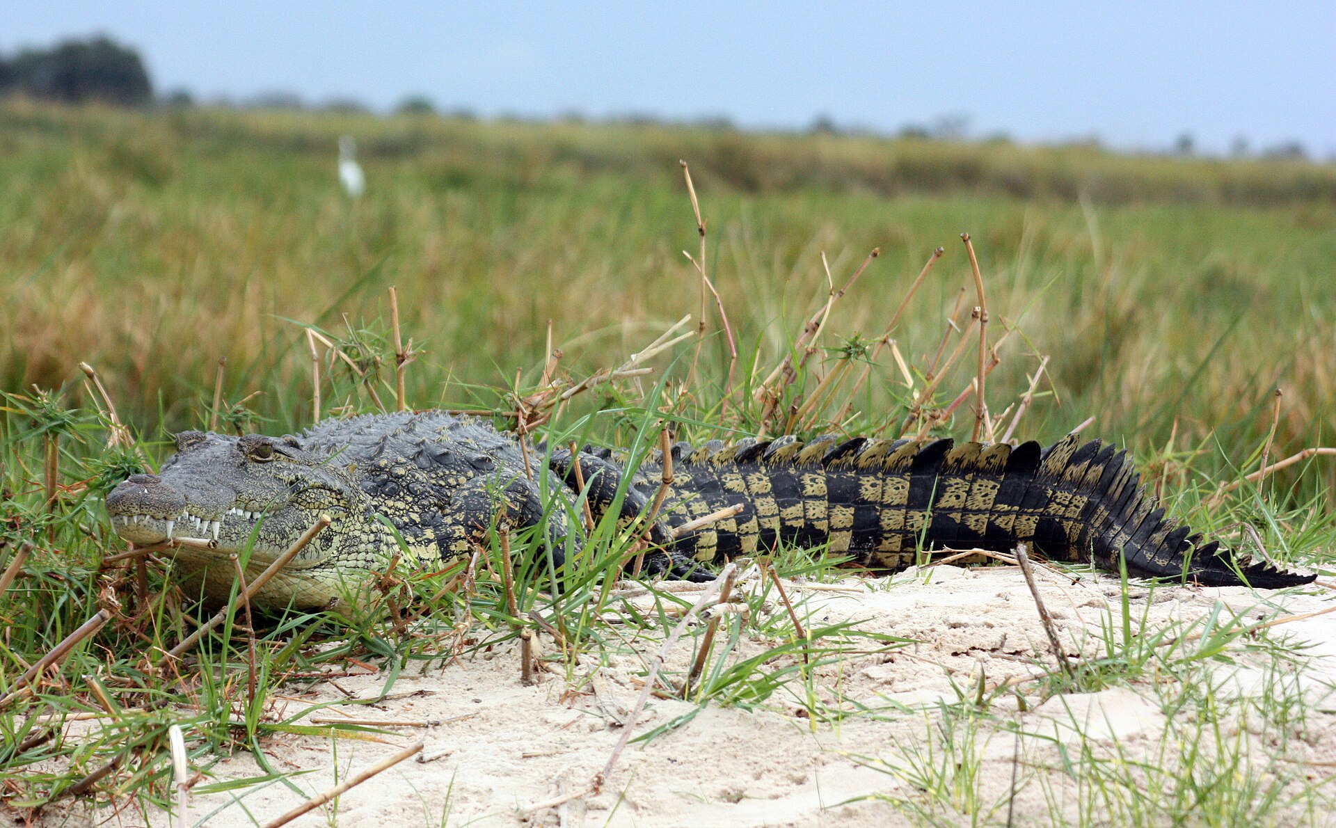 Nilkrokodil sonnt sich am Ufer im Okavango-Delta