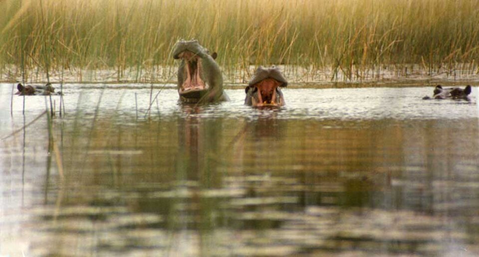 Flusspferde gähnen im Okavango-Delta, Ort nicht näher bekannt