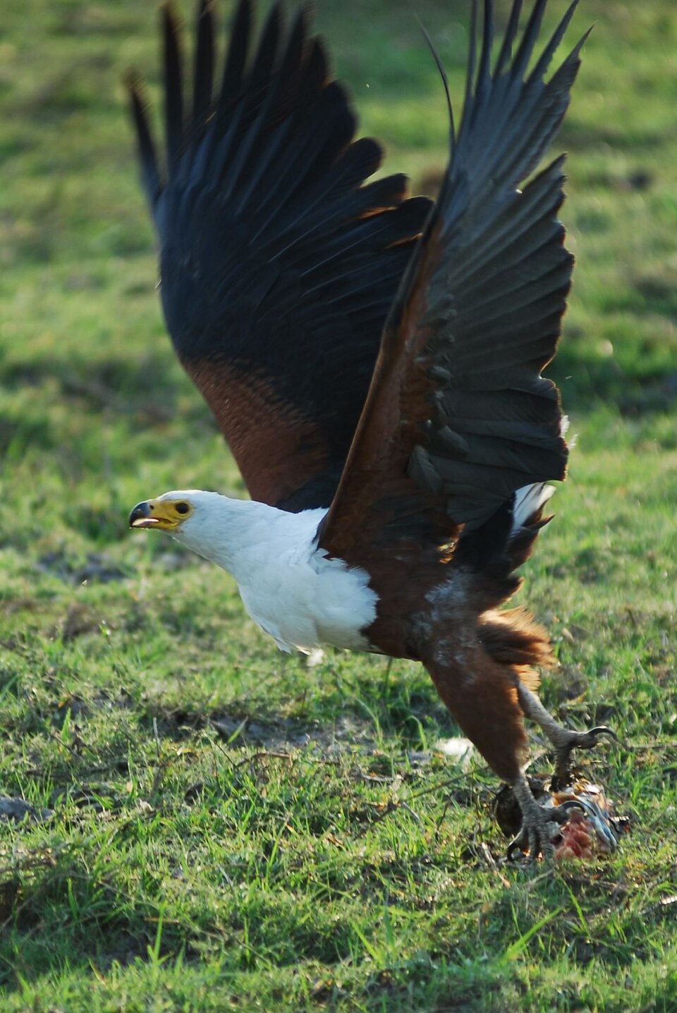 Schreiseeadler startet mit Beute, Okavango-Delta