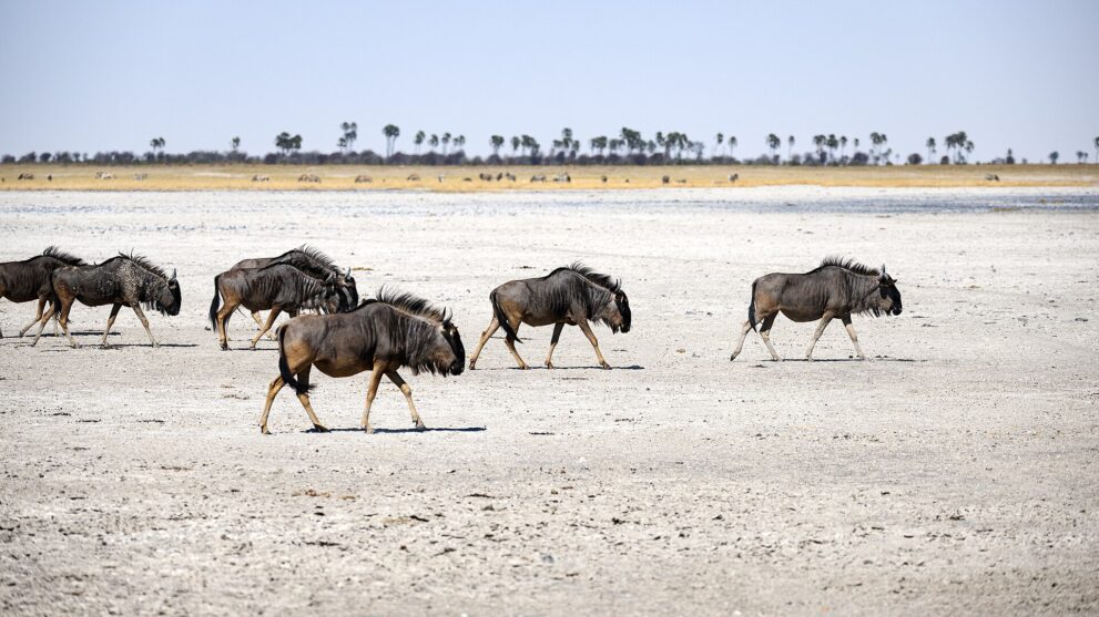 Eine Reihe Gnus läuft über hellen Salzboden, im Hintergrund grasen Zebras vor Palmen