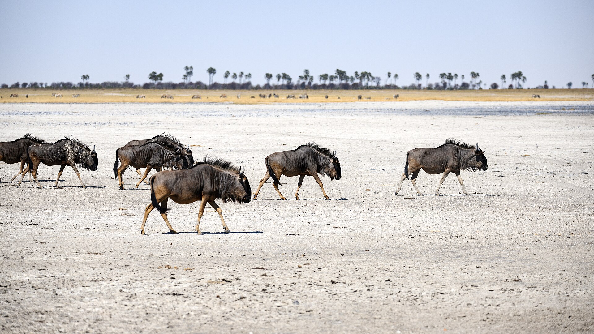 Eine Reihe Gnus läuft über hellen Salzboden, im Hintergrund grasen Zebras vor Palmen