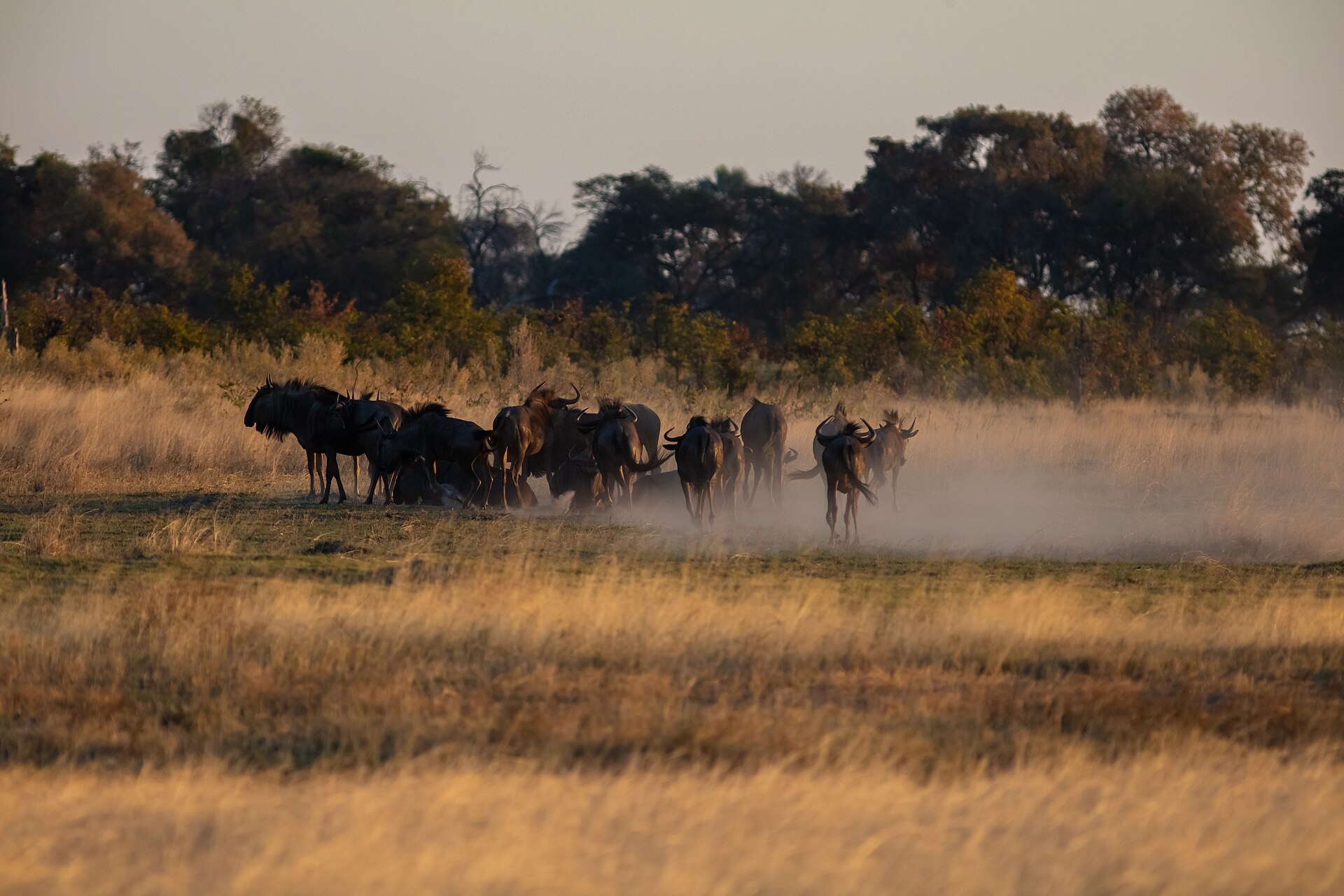 Gnus im Abendlicht im Okavango-Delta, Juli 2018