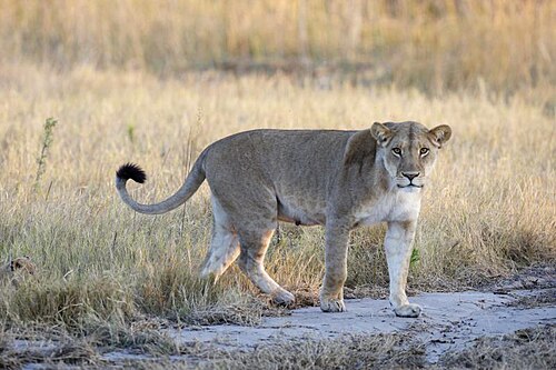Löwin auf einer Piste im Makgadikgadi-Pans-Nationalpark, August 2011