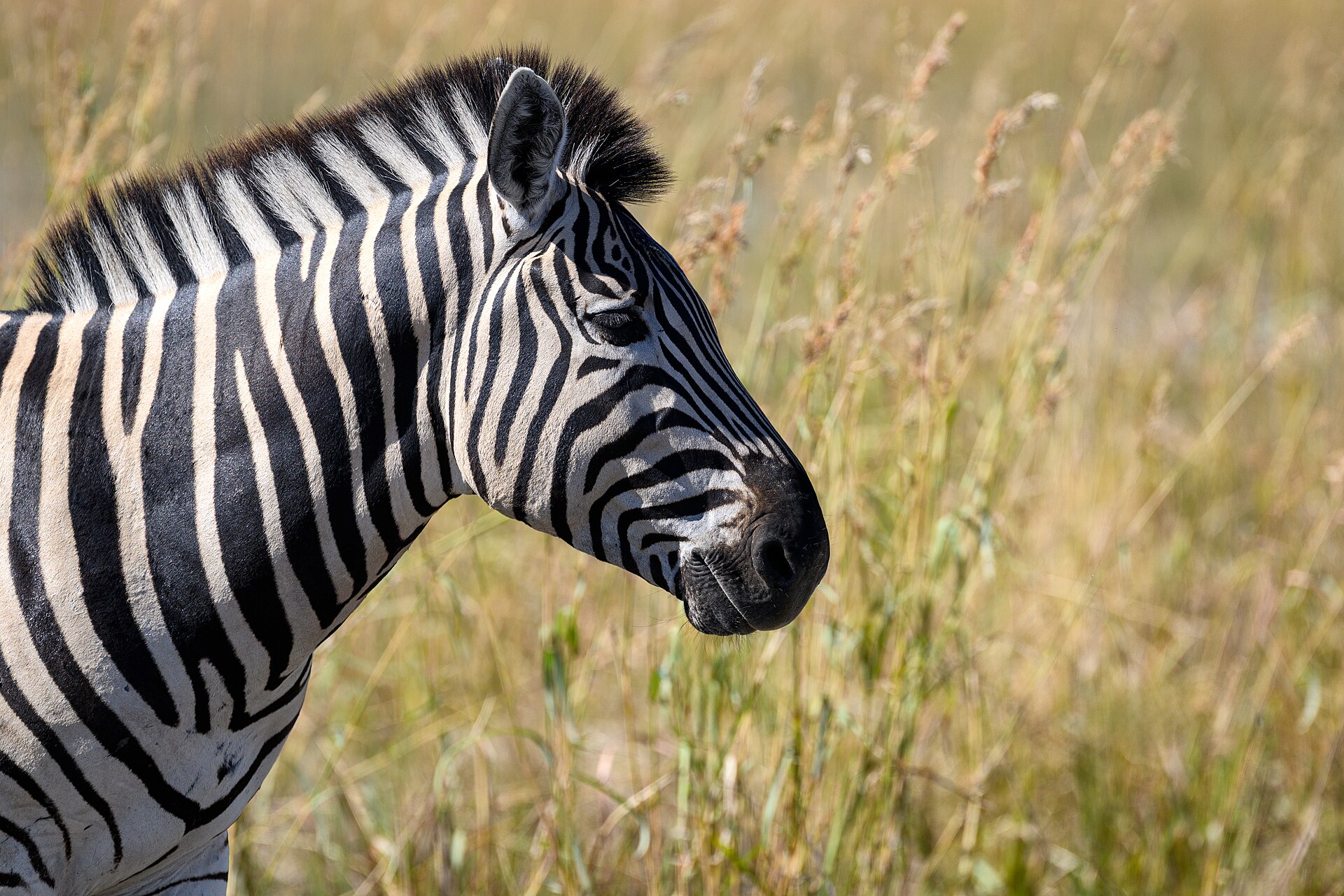 Kopf eines Steppenzebras im Profil mit aufrechter Mähne