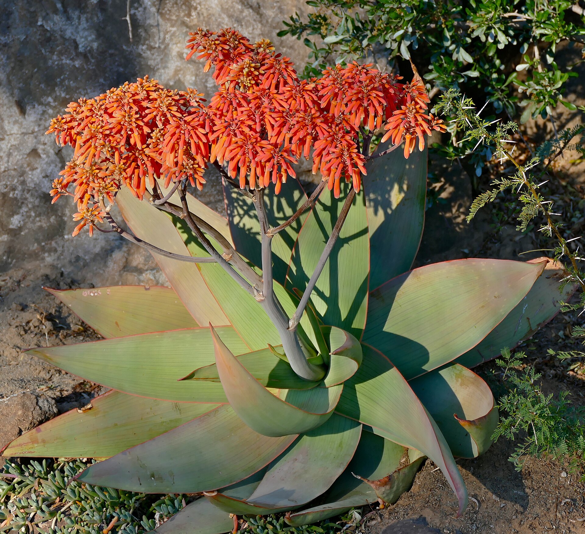 Blühende Aloe mit breiten, blassgrünen, rot gesäumten Blättern und dichten orangeroten Blütenständen vor einem Felsblock