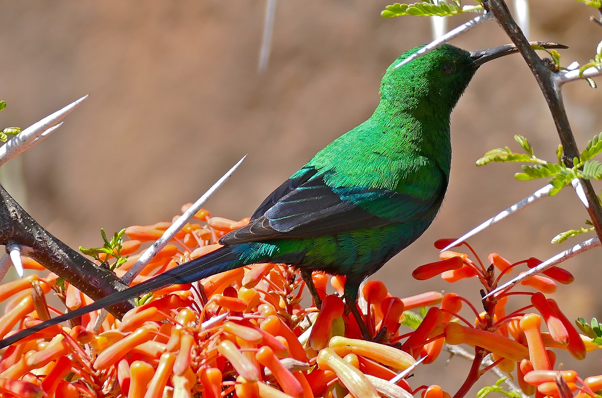 Metallisch grüner Vogel mit langem Schwanz und gebogenem Schnabel zwischen dornigen Zweigen über orangen Röhrenblüten