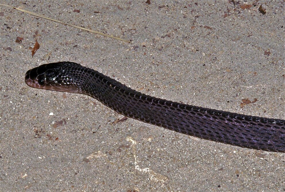 Dunkle, fast schwarze Feilennatter mit kantigen Schuppen auf hellem Sand