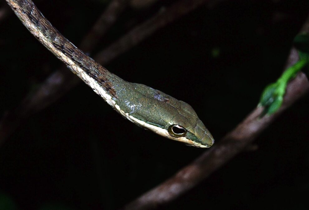 Kopf einer schlanken, grün-braunen Vogelnatter mit großem Auge vor dunklem Hintergrund