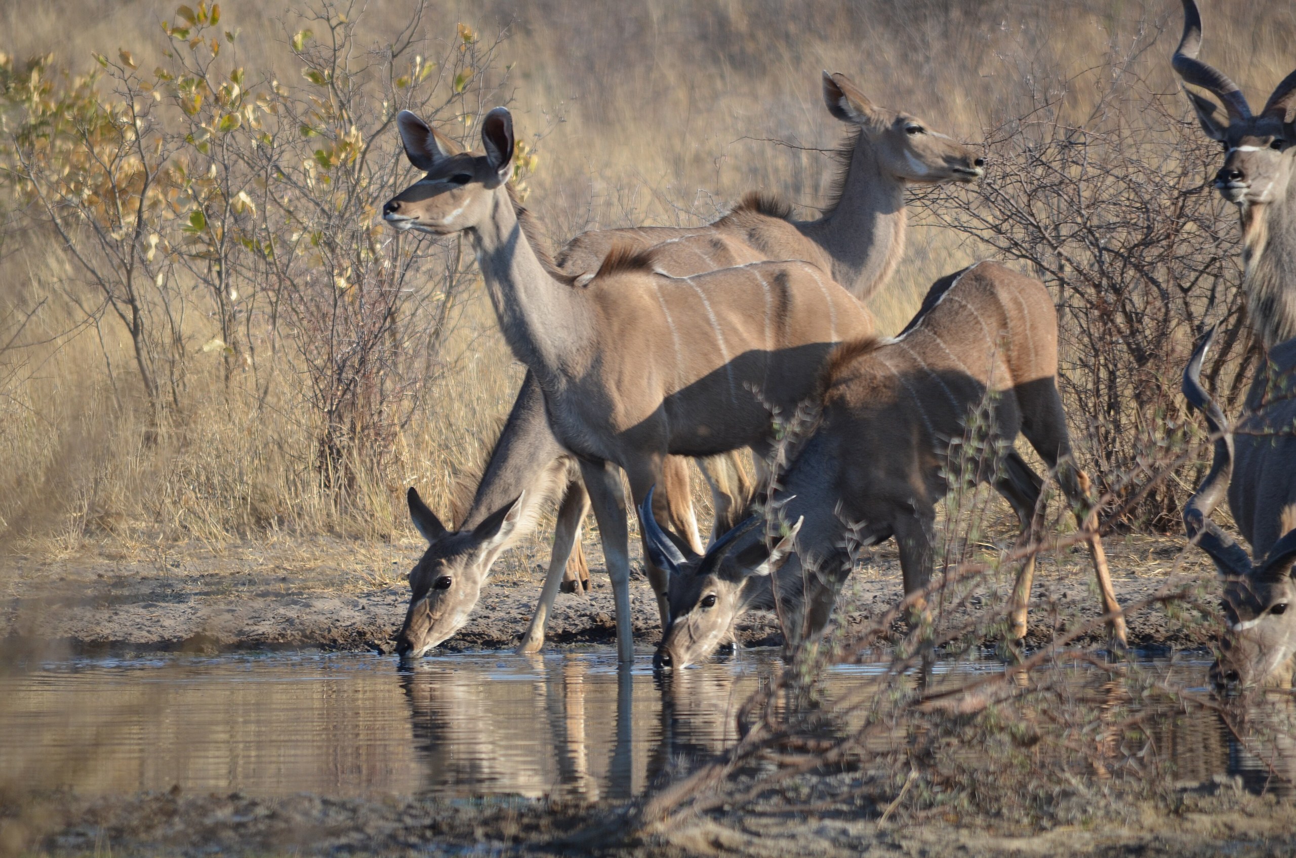 Eine Gruppe Kudus trinkt an einem Wasserloch zwischen trockenem Gras und Büschen, Central-Kalahari-Game-Reserve