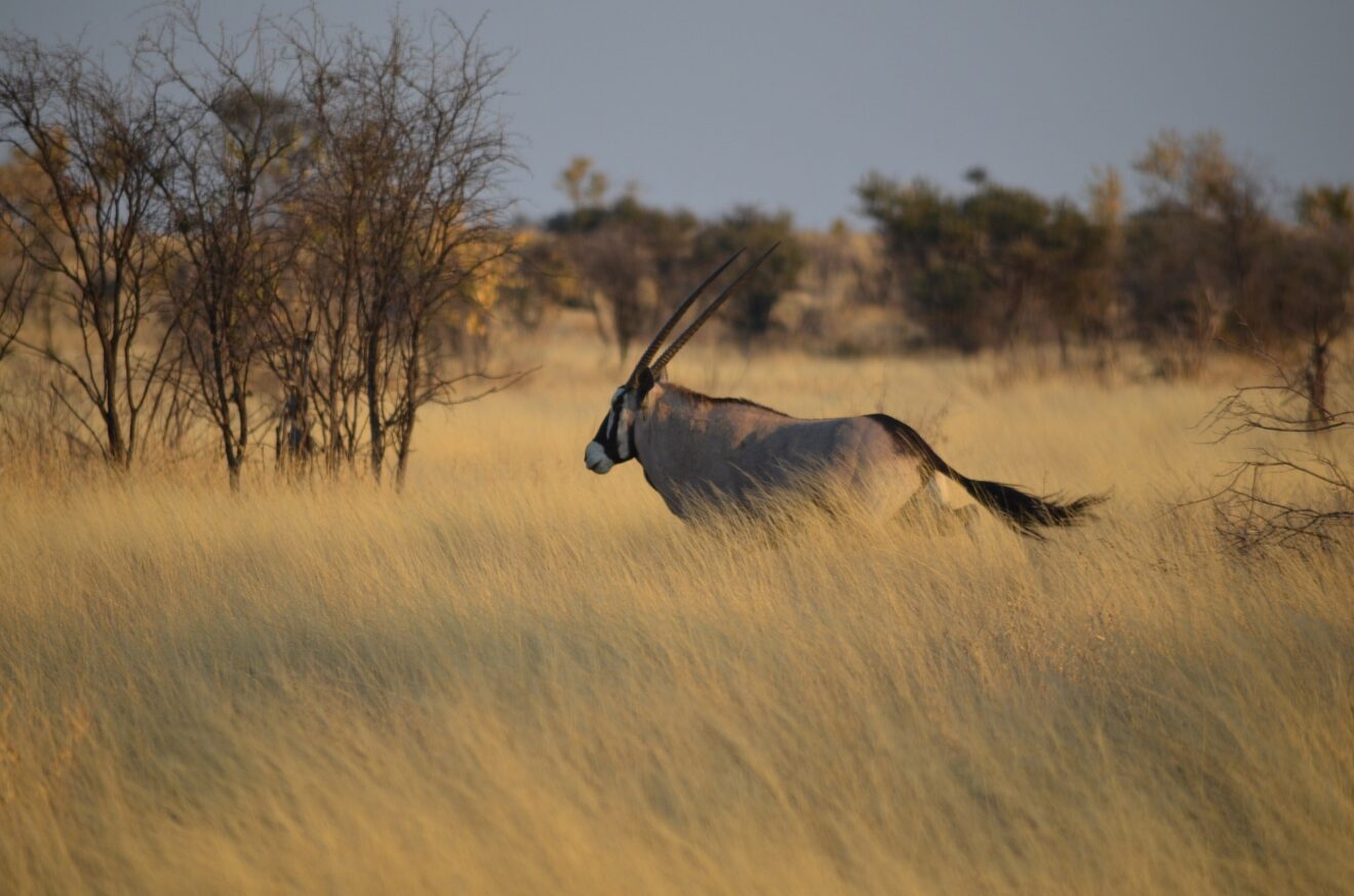 Ein Oryx läuft durch hohes, trockenes Gras, dahinter Büsche und kahle Bäume, Central-Kalahari-Game-Reserve