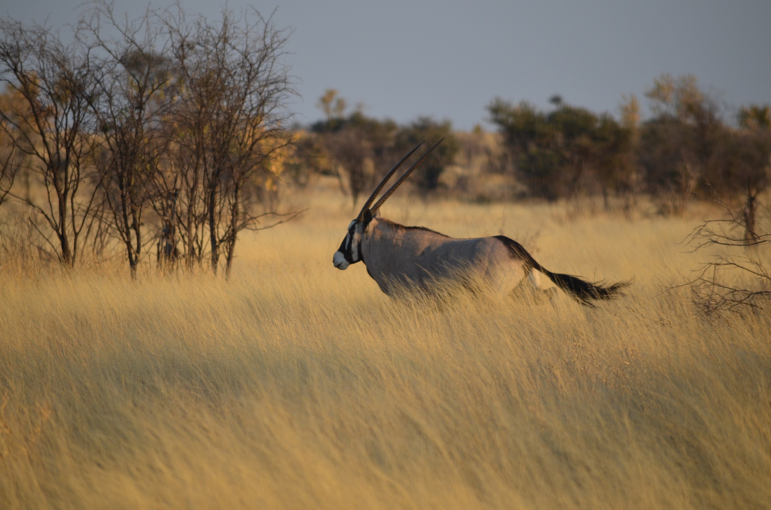 Ein Oryx läuft durch hohes, trockenes Gras, dahinter Büsche und kahle Bäume, Central-Kalahari-Game-Reserve