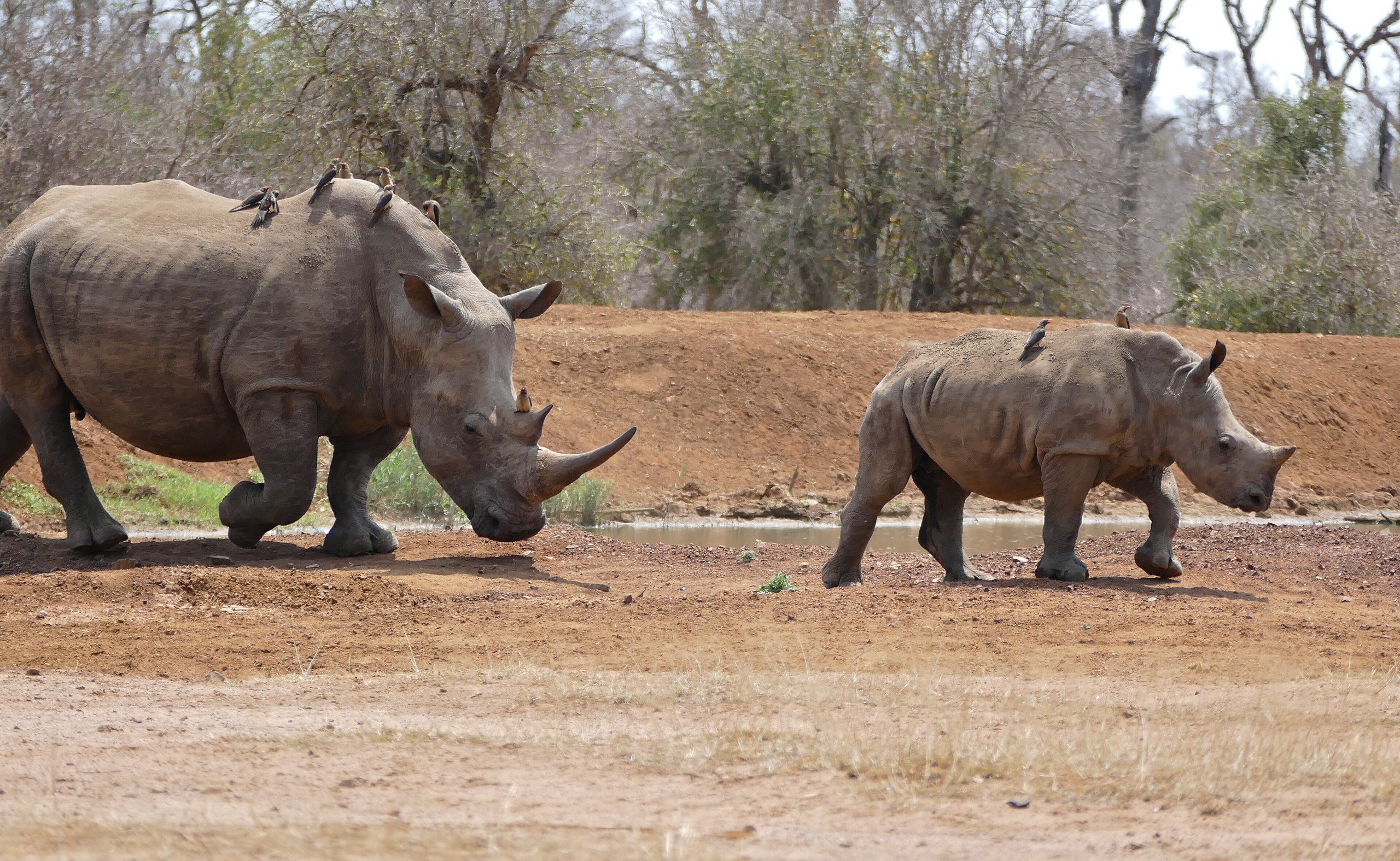 Eine Breitmaulnashorn-Kuh mit Madenhackern auf dem Rücken und ihr Jungtier laufen über roten Boden, Hlane Royal National Park