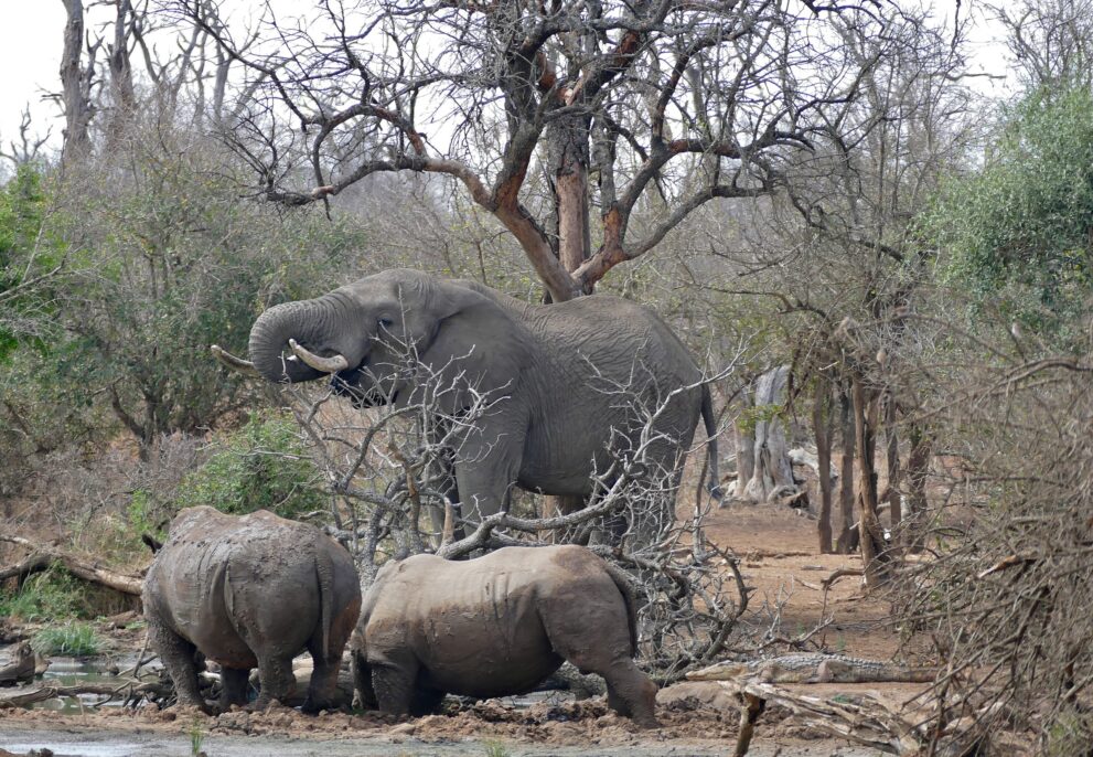 Ein Elefant frisst an einem Busch, davor zwei schlammverkrustete Breitmaulnashörner an einem Wasserloch zwischen kahlen Bäumen, Hlane Royal National Park
