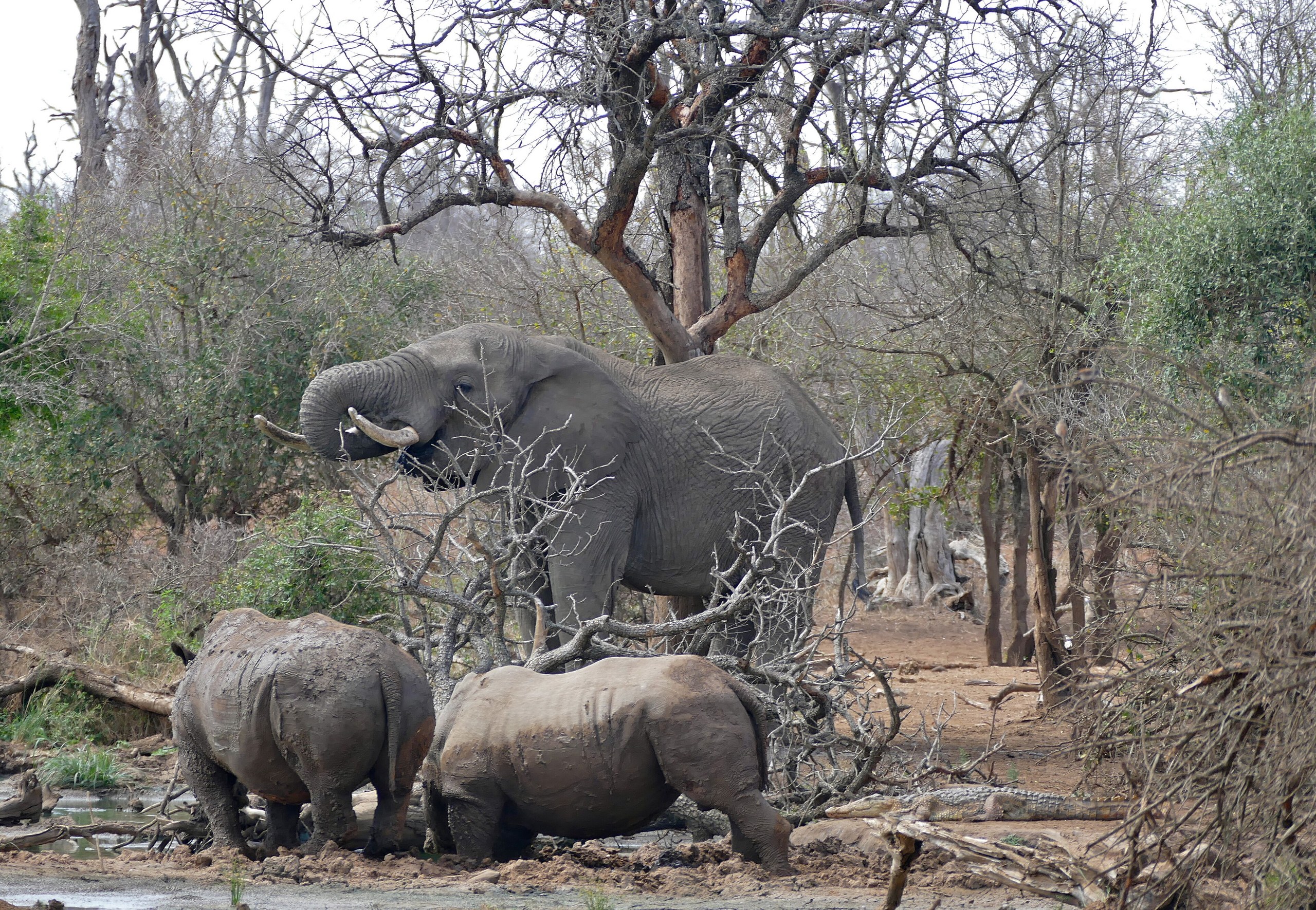 Ein Elefant frisst an einem Busch, davor zwei schlammverkrustete Breitmaulnashörner an einem Wasserloch zwischen kahlen Bäumen, Hlane Royal National Park