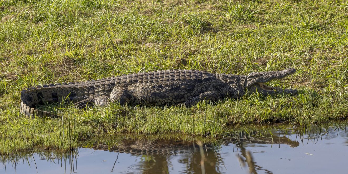 Ein Nilkrokodil liegt im Gras am Ufer eines Gewässers, Mlilwane Wildlife Sanctuary