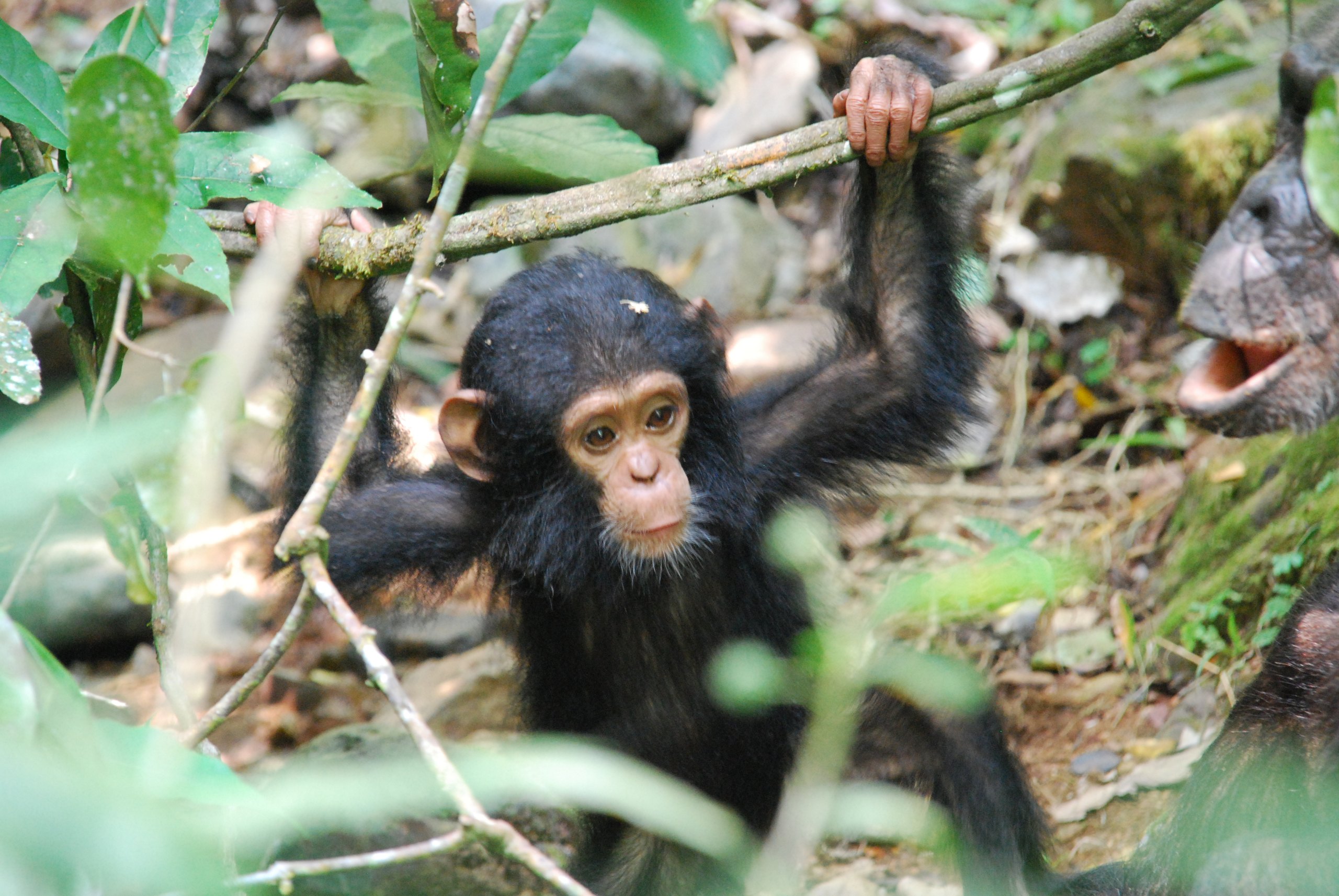 Junger Schimpanse hält sich mit beiden Händen an einem Ast fest, Gombe-Stream-Nationalpark