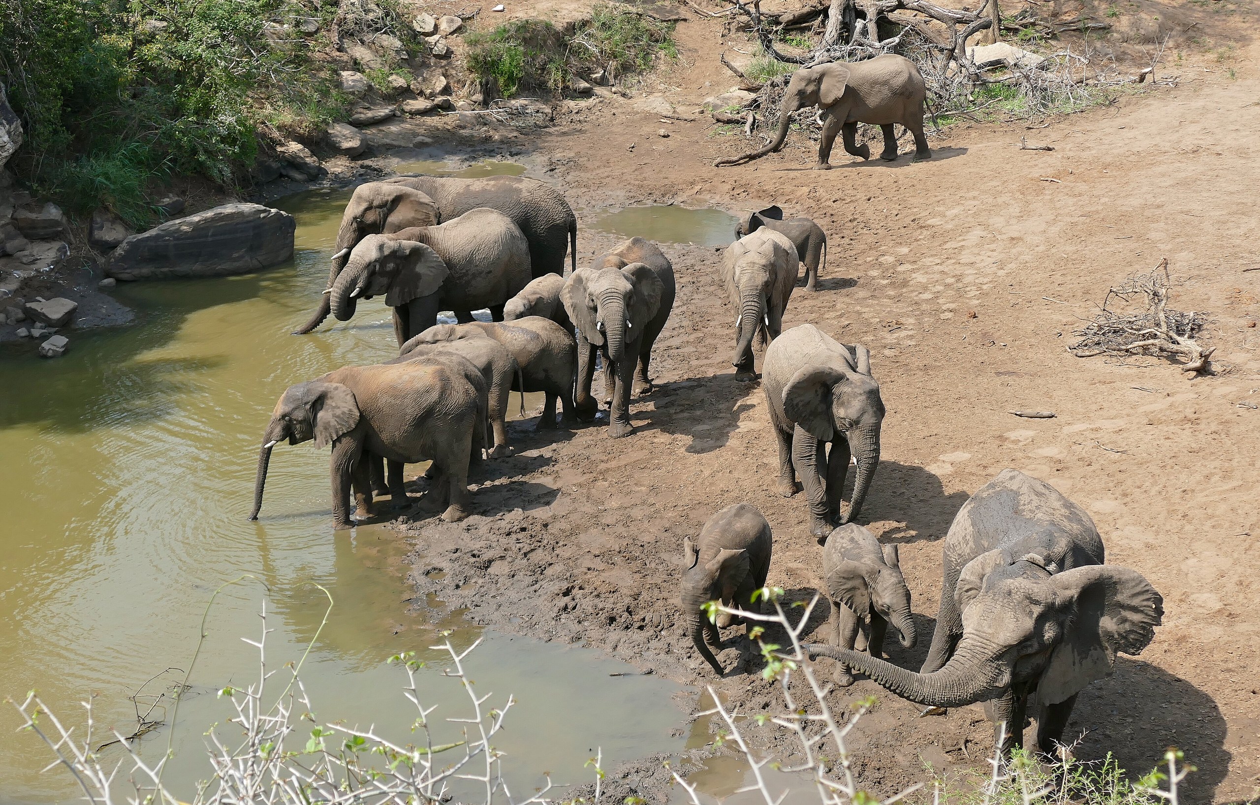 Eine Elefantenherde mit Jungtieren trinkt an einem schlammigen Wasserloch im iMfolozi-Teil des Hluhluwe-iMfolozi-Parks