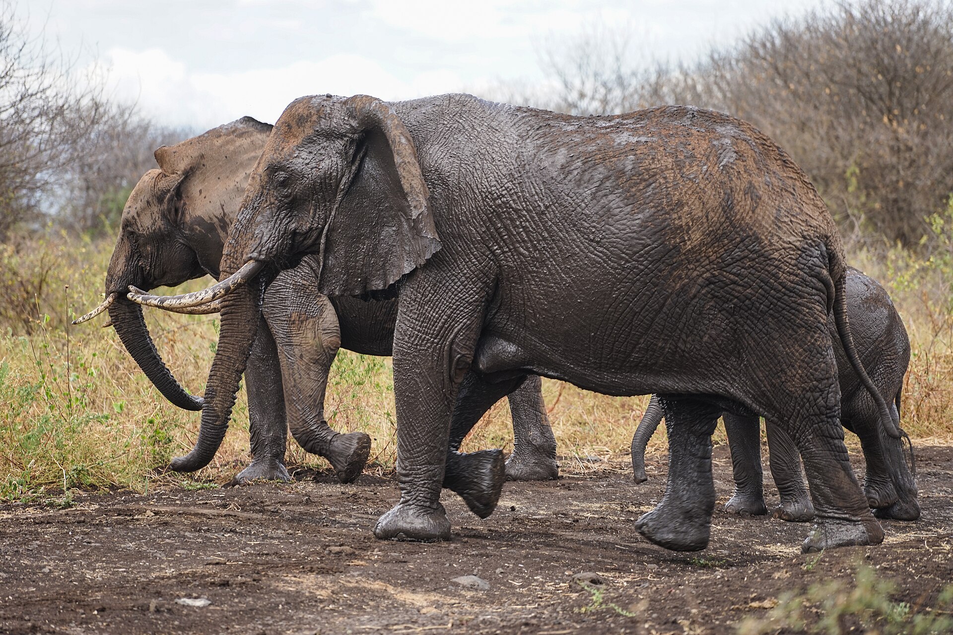 Elefanten mit Jungtier in Kenia, 2016