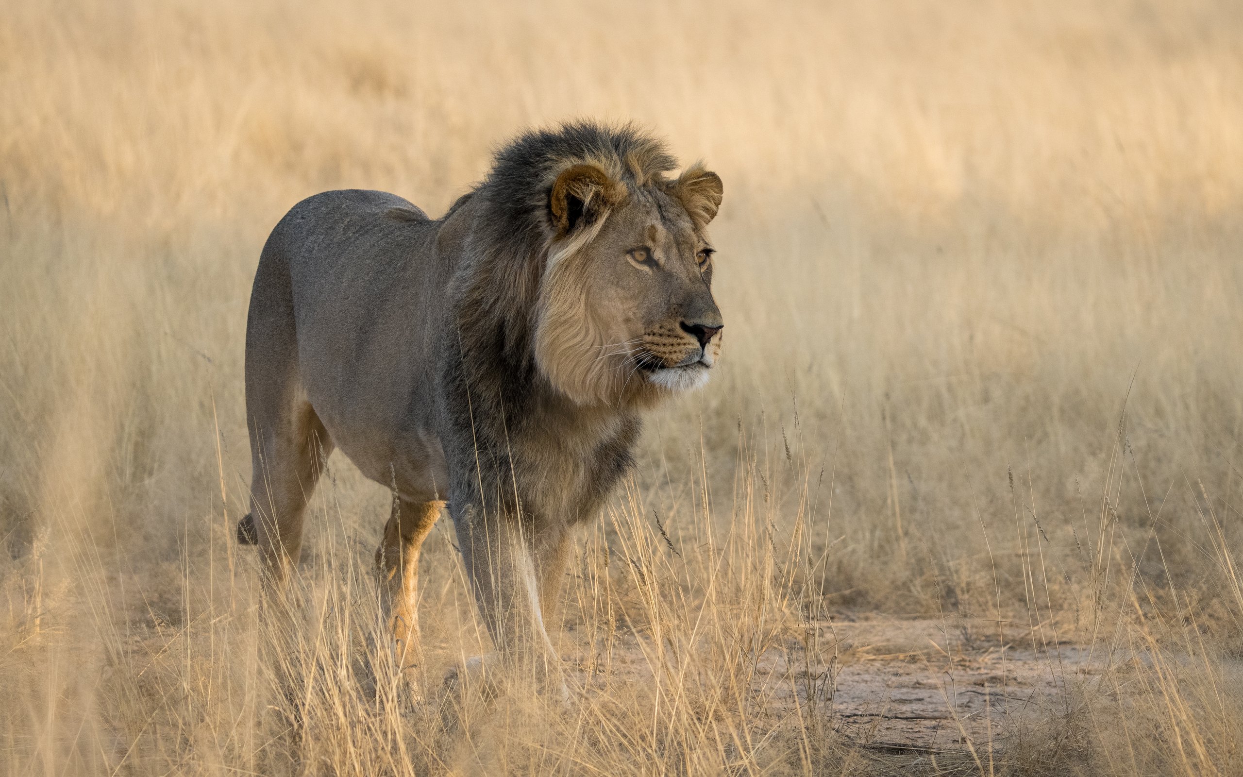 Junger Löwe mit dunkler Mähne geht durch trockenes Gras, Kgalagadi-Transfrontier-Nationalpark
