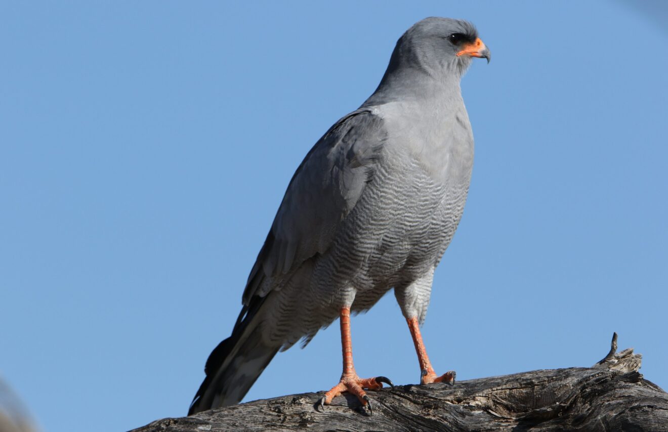 Großer Singhabicht sitzt auf einem trockenen Ast vor blauem Himmel, Kgalagadi-Transfrontier-Nationalpark