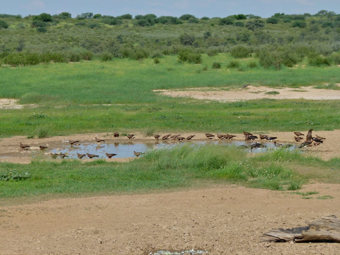 Milane und Abdimstörche am Wasserloch von Nossob, dahinter grünes Gras und Büsche, Kgalagadi-Transfrontier-Nationalpark