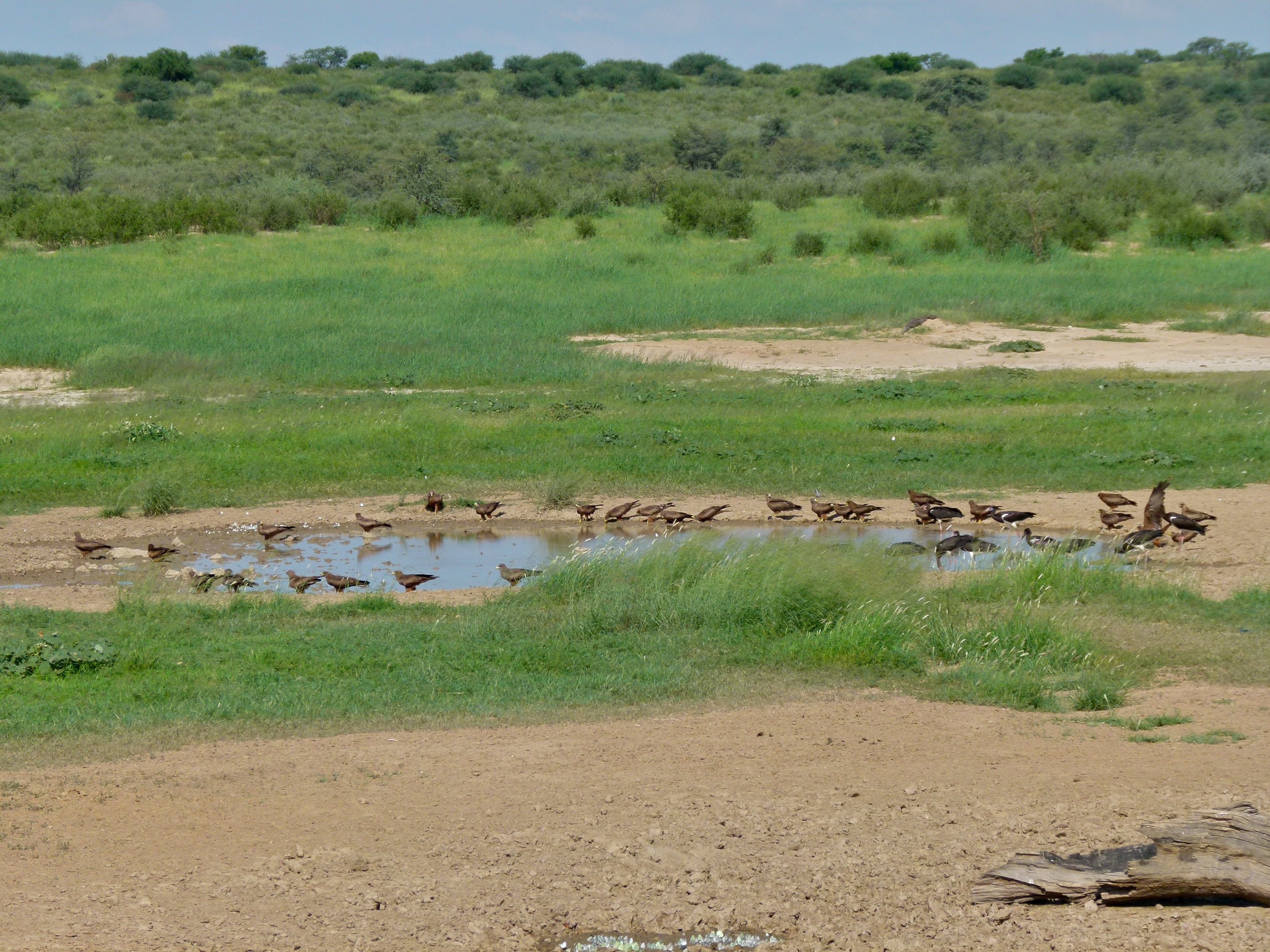Milane und Abdimstörche am Wasserloch von Nossob, dahinter grünes Gras und Büsche, Kgalagadi-Transfrontier-Nationalpark