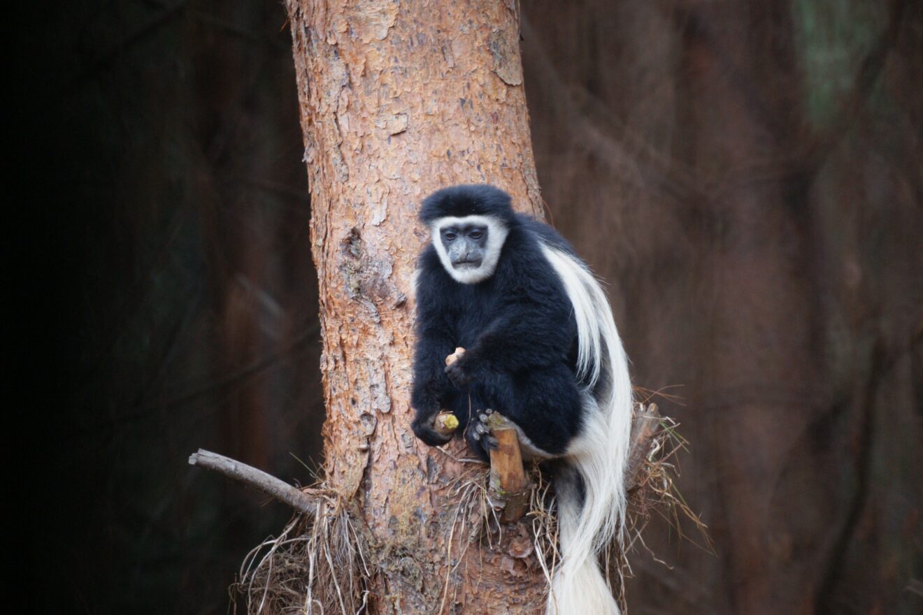 Ein Mantelaffe mit schwarzem Fell und langem weißem Schwanz sitzt an einem Baumstamm im Bergwald des Kilimandscharo