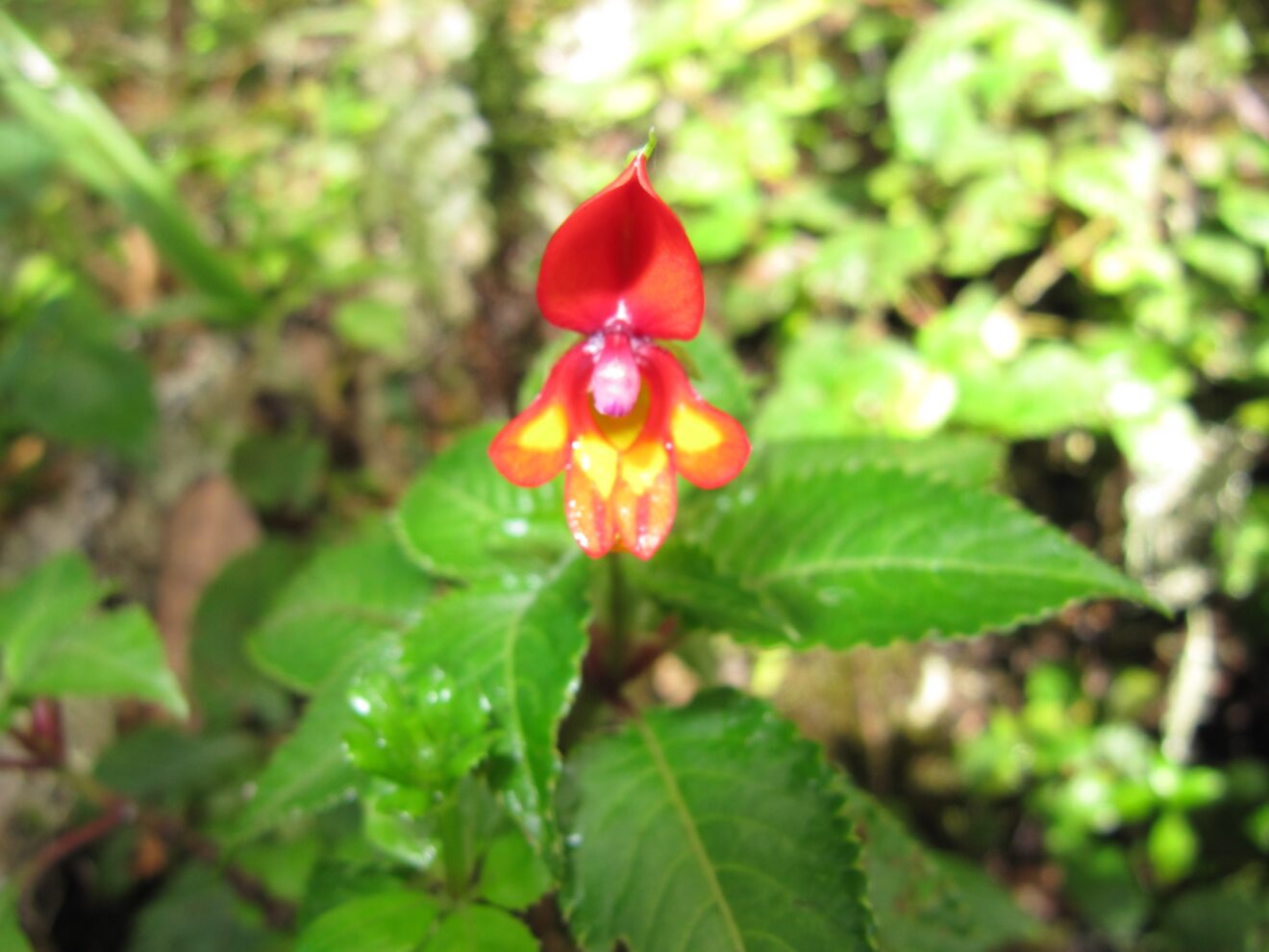 Rot-gelbe Blüte der Impatiens kilimanjari zwischen grünen Blättern im Regenwald am Kilimandscharo