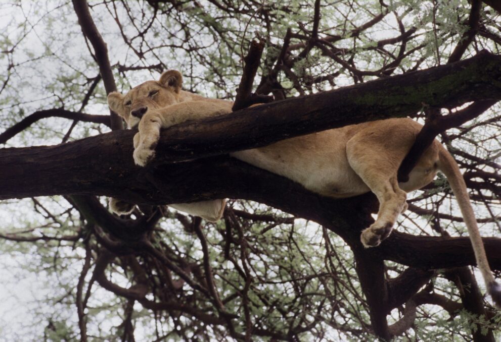 Eine Löwin liegt auf einem dicken Ast in einer Akazie im Lake-Manyara-Nationalpark